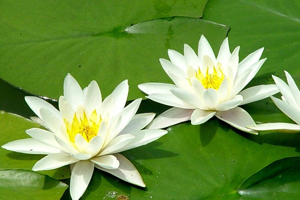 时光清浅,岁月如莲